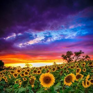 Meet your Posher, Trixie